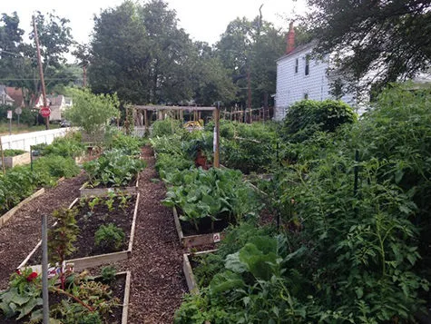 The community garden at Lighthouse Youth Services that our interns helped with